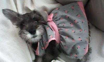 esta es miperrita se llama pepita